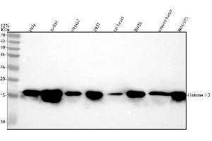 Western blot analysis of Histone H3 using anti-Histone H3 antibody (ABIN7602969).