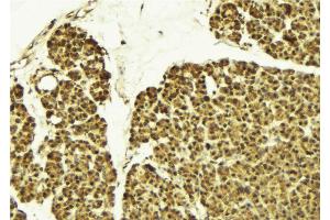 ABIN6274164 at 1/100 staining Mouse pancreas tissue by IHC-P. (NR2F6 抗体  (N-Term))