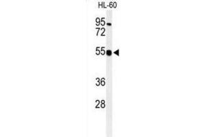 Western Blotting (WB) image for anti-Heparan Sulfate 2-O-Sulfotransferase 1 (HS2ST1) antibody (ABIN3003382) (HS2ST1 抗体)