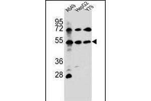 FGFRL1 Antibody (N-term) (ABIN656654 and ABIN2845895) western blot analysis in A549,HepG2,Y79 cell line lysates (35 μg/lane). (FGFRL1 抗体  (N-Term))