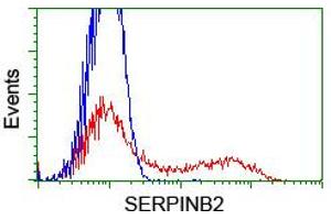 HEK293T cells transfected with either RC203139 overexpress plasmid (Red) or empty vector control plasmid (Blue) were immunostained by anti-SERPINB2 antibody (ABIN2455293), and then analyzed by flow cytometry. (SERPINB2 抗体)