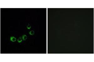 Immunofluorescence (IF) image for anti-Olfactory Receptor, Family 10, Subfamily A, Member 5 (OR10A5) (AA 200-249) antibody (ABIN1536024)