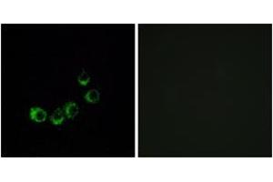 Immunofluorescence analysis of MCF7 cells, using OR10A5 Antibody. (OR10A5 抗体  (AA 200-249))