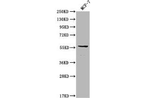 Western Blot Positive WB detected in: MCF-7 whole cell lysate All lanes: ITPRIPL2 antibody at 1:2000 Secondary Goat polyclonal to rabbit IgG at 1/50000 dilution Predicted band size: 59 kDa Observed band size: 59 kDa (ITPRIPL2 抗体  (AA 75-288))
