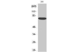Western Blotting (WB) image for anti-Annexin A6 (ANXA6) (N-Term) antibody (ABIN3183291) (ANXA6 抗体  (N-Term))