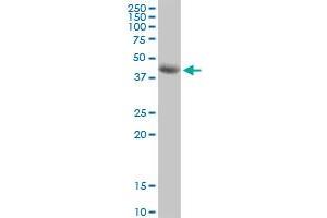 SIRT7 MaxPab polyclonal antibody. (SIRT7 抗体  (AA 1-400))