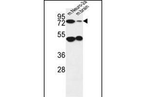 AVL9 Antibody (C-term) (ABIN651037 and ABIN2840044) western blot analysis in mouse Neuro-2a cell line and mouse brain tissue lysates (35 μg/lane). (AVL9 抗体  (C-Term))