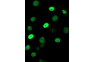 Immunofluorescence (IF) image for anti-Excision Repair Cross Complementing Polypeptide-1 (ERCC1) antibody (ABIN1498067) (ERCC1 抗体)