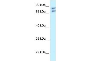 Western Blot showing TNIP1 antibody used at a concentration of 1 ug/ml against U937 Cell Lysate
