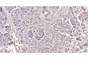 Immunohistochemistry (Paraffin-embedded Sections) (IHC (p)) image for anti-Glucagon-like peptide 1 (GLP-1) (AA 1-31) antibody (ABIN730003)