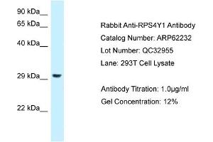 Western Blotting (WB) image for anti-Ribosomal Protein S4, Y-Linked 1 (RPS4Y1) (C-Term) antibody (ABIN2789075) (RPS4Y1 抗体  (C-Term))