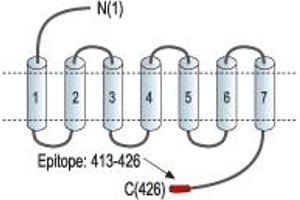 Representative domain view of the target of ABIN7884930.