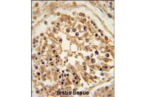 SHCBP1 Antibody immunohistochemistry analysis in formalin fixed and paraffin embedded human testis tissue followed by peroxidase conjugation of the secondary antibody and DAB staining. (SHCBP1 抗体  (C-Term))