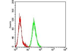 Flow cytometric analysis of Hela cells using MAPK9 mouse mAb (green) and negative control (red). (JNK2 抗体  (AA 227-382))