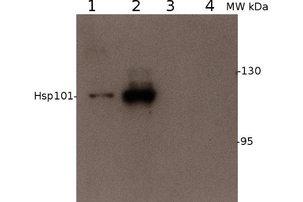 Heat-Shock Protein 101 (HSP101) (N-Term) 抗体