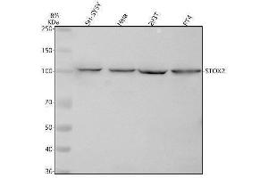 anti-Storkhead Box 2 (STOX2) (AA 57-659) antibody