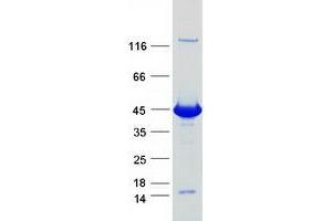 Validation with Western Blot