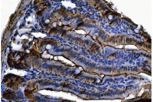 IHC analysis of Fgf19(Fgf15) using anti-Fgf19(Fgf15) antibody (ABIN7600946). (FGF15 抗体  (AA 26-218))