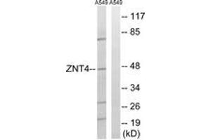 Western Blotting (WB) image for anti-Solute Carrier Family 30 (Zinc Transporter), Member 4 (SLC30A4) (AA 71-120) antibody (ABIN2890704) (SLC30A4 抗体  (AA 71-120))