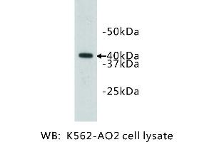 Image no. 1 for anti-Ceramide Synthase 2 (CERS2) antibody (ABIN1112817) (Ceramide Synthase 2 抗体)