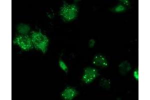 Anti-ANKRD53 mouse monoclonal antibody (ABIN2454357) immunofluorescent staining of COS7 cells transiently transfected by pCMV6-ENTRY ANKRD53 (RC206701). (ANKRD53 抗体  (AA 1-300))