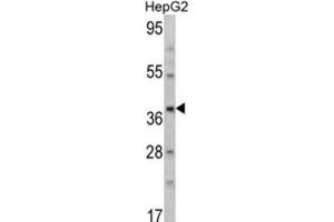 Western Blotting (WB) image for anti-Aminomethyltransferase (AMT) antibody (ABIN3002783) (Aminomethyltransferase 抗体)