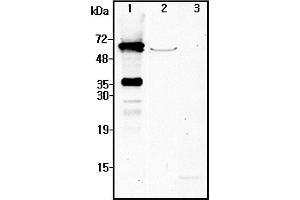 Western blot analysis using anti-NMNAT2 (human), pAb  at 1:4'000 dilution. (NMNAT2 抗体)
