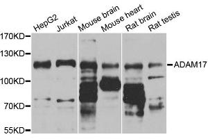 Western blot analysis of extracts of various cell lines, using ADAM17 antibody. (ADAM17 抗体)