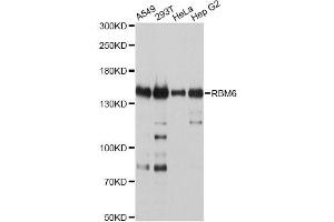 Western blot analysis of extracts of various cell lines, using RBM6 antibody (ABIN4904973) at 1:2000 dilution. (RBM6 抗体)