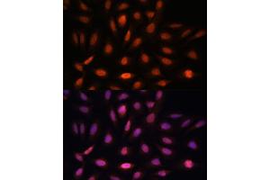 Immunofluorescence analysis of U-2 OS cells using PPIL4 antibody (ABIN7269212) at dilution of 1:100. (PPIL4 抗体  (AA 301-492))