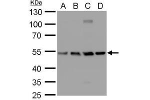 WB Image beta Tubulin 2 antibody detects beta Tubulin 2 protein by western blot analysis.