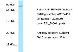 Western Blotting (WB) image for anti-Sema Domain, Immunoglobulin Domain (Ig), Short Basic Domain, Secreted, (Semaphorin) 3E (SEMA3E) (C-Term) antibody (ABIN2789847) (SEMA3E 抗体  (C-Term))
