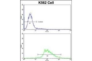 Flow cytometric analysis of K562 cells using LUC7L Antibody (C-term)(bottom histogram) compared to a negative control cell (top histogram)FITC-conjugated goat-anti-rabbit secondary antibodies were used for the analysis. (LUC7L 抗体  (C-Term))