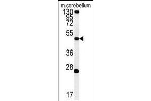 Western blot analysis of ENPP6 Antibody in mouse cerebellum tissue lysates (35ug/lane)