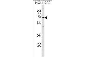 Western blot analysis in NCI-H292 cell line lysates (35ug/lane). (KCNN1 抗体  (C-Term))
