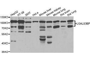 Western blot analysis of extracts of various cell lines, using LGALS3BP antibody. (LGALS3BP 抗体)