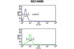 Flow cytometric analysis of NCI-H460 cells (bottom histogram) compared to a negative control cell (top histogram) using MUTYH Antibody , followed by FITC-conjugated goat-anti-rabbit secondary antibodies. (MUTYH 抗体  (Middle Region))