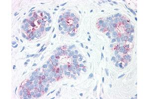Anti-SYNGR2 / Synaptogyrin 2 antibody IHC of human, breast. (SYNGR2 抗体  (Internal Region))