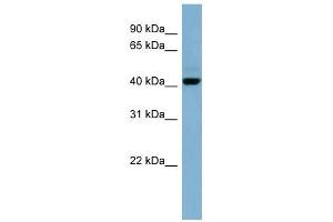 C1ORF102 antibody used at 1 ug/ml to detect target protein. (OSCP1 抗体  (N-Term))