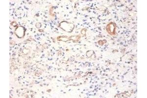 Immunohistochemistry of paraffin-embedded human kidney tissue using ABIN7166912 at dilution of 1:100 (PKM 抗体  (AA 2-192))
