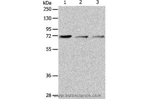 Western blot analysis of RAW264. (IL18RAP 抗体)