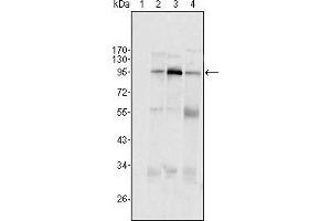 Western blot analysis using SND1/P100 mouse mAb against Hela (1), Jukat (2), HepG2 (3) SMMC-7721 (4) cell lysate. (SND1 抗体  (AA 361-485))