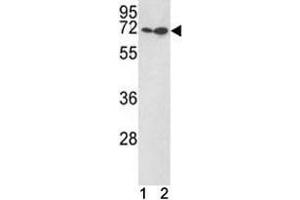 KLF4 antibody western blot with (1) Jurkat, (2) 293 lysate. (KLF4 抗体  (AA 69-101))