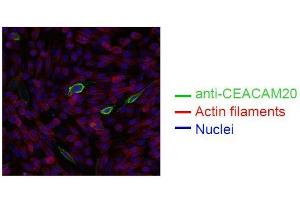 Spectral Confocal Microscopy of CHO cells using HT-12D8. (CEACAM20 抗体)
