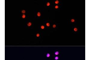 Immunofluorescence analysis of HT-29 cells using UBA1 Polyclonal Antibody at dilution of 1:100. (UBA1 抗体)
