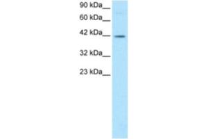 Western Blotting (WB) image for anti-FOS-Like Antigen 2 (FOSL2) antibody (ABIN2460201) (FOSL2 抗体)
