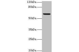 Western blot All lanes: Plbd2 antibody at 2 μg/mL + Mouse brain tissue Secondary Goat polyclonal to rabbit IgG at 1/15000 dilution Predicted band size: 67, 50 kDa Observed band size: 67 kDa (PLBD2 抗体  (AA 47-594))