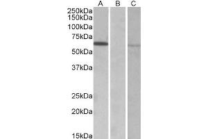 HEK293 lysate (10ug protein in RIPA buffer) over expressing Human MKRN1 with DYKDDDDK tag probed with ABIN2563878 (0. (MKRN1 抗体  (AA 105-118))