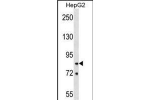 HNRNPR Antibody (N-term) (ABIN1539662 and ABIN2848878) western blot analysis in HepG2 cell line lysates (35 μg/lane). (HNRNPR 抗体  (N-Term))