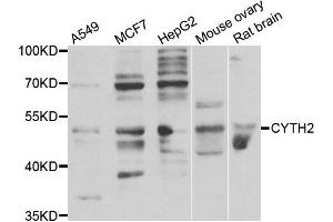 Western blot analysis of extracts of various cell lines, using CYTH2 antibody. (Cytohesin 2 抗体)
